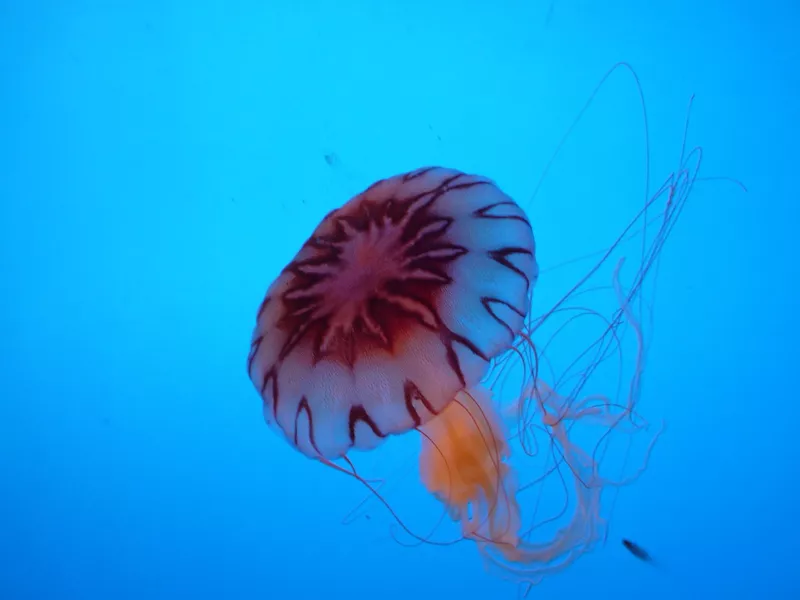 Box Jellyfish