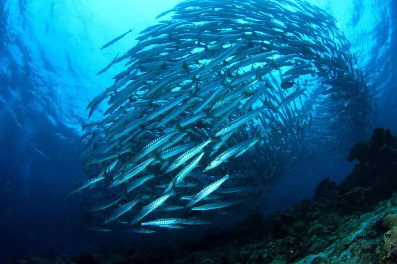 Barracuda Point