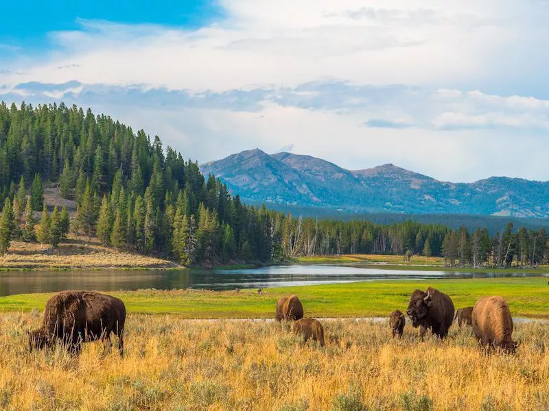 Yellowstone