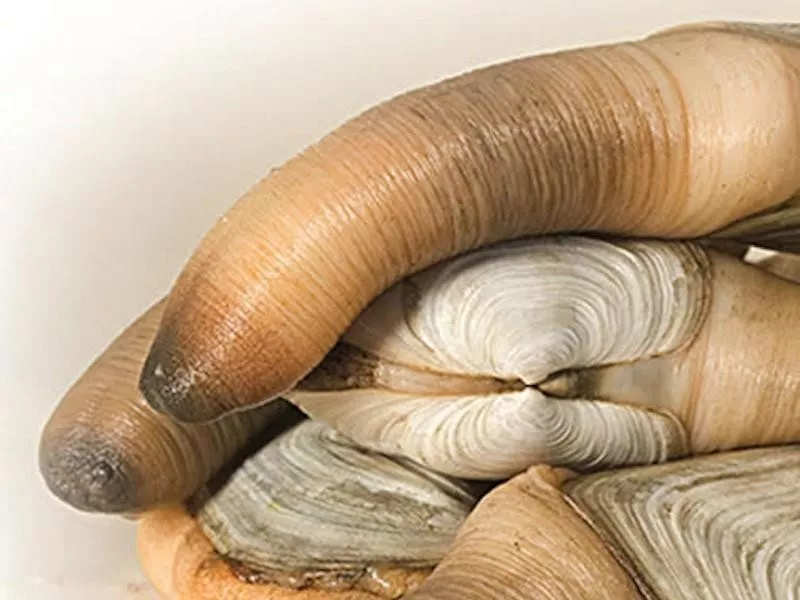 Geoduck