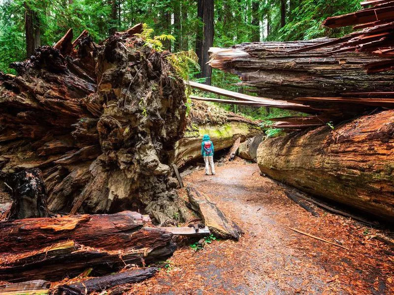 Humboldt Redwoods State Park