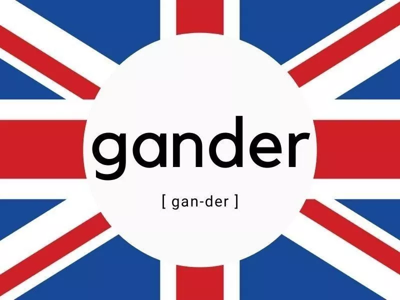 Gander