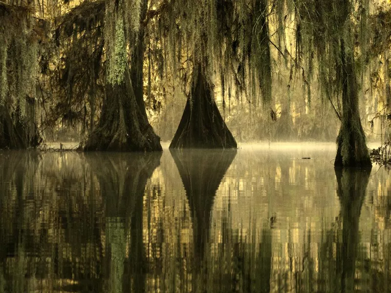 Golden fog at Lake Martin