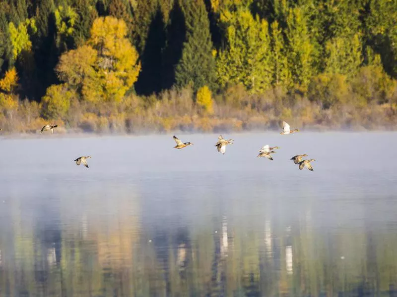 Birds in Grand Teton National Park