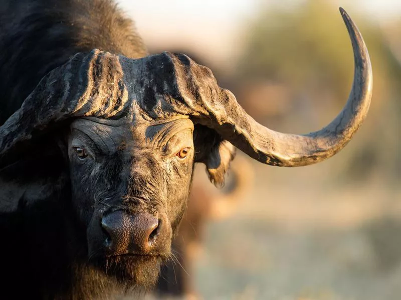 African cape buffalo