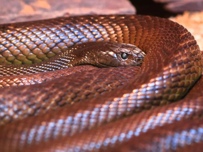 Adult Inland Taipan