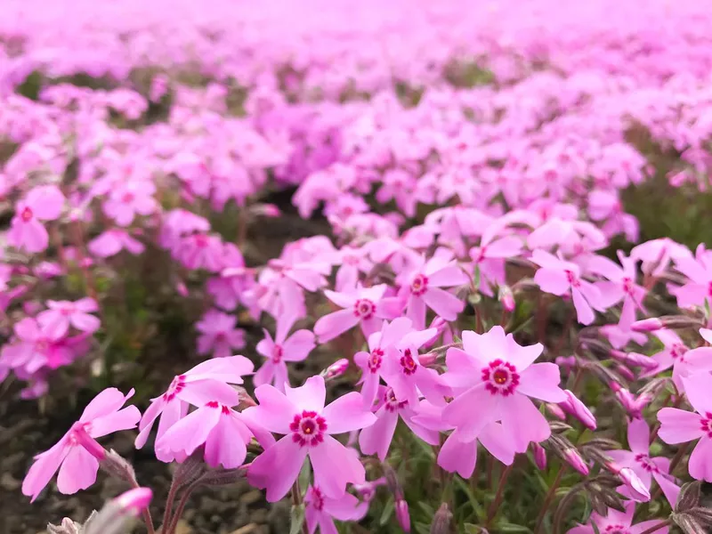 natural view of beautiful pink moss phlox (shiba-sakura) field in shibazakura festival in front of Mt Fuji, Fujikawaguchiko, Minamitsuru, Yamanashi, Japan. Ornamental flower gardens background concept