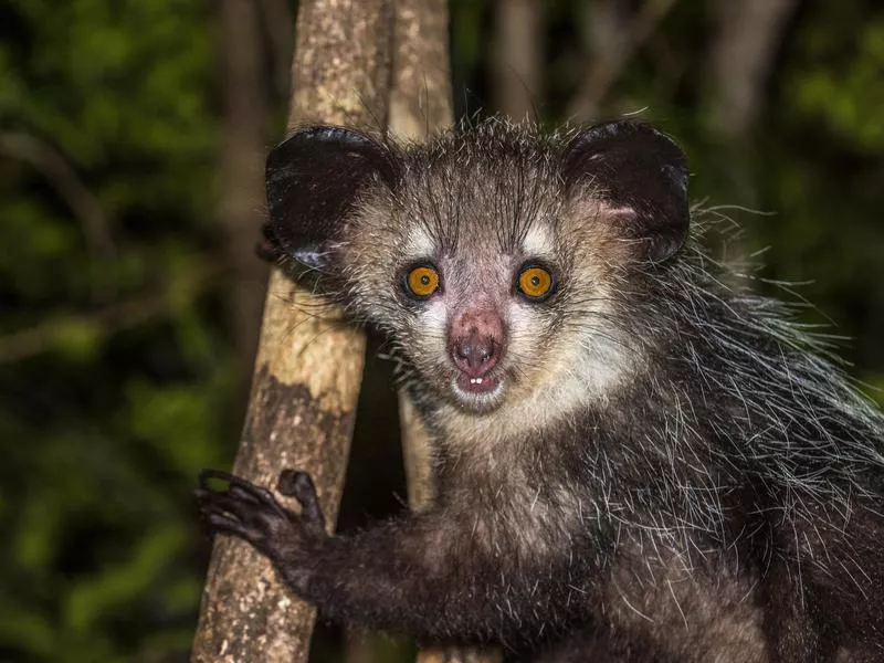 Aye-Aye in a tree