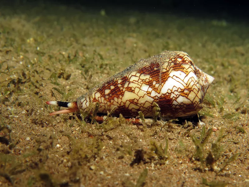 Cone shell