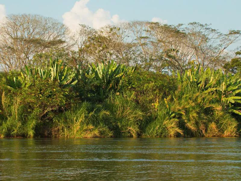 Big trees at Rio Tarcoles in Costa Rica