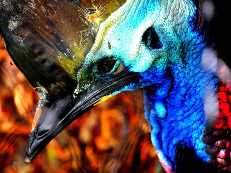 Cassowaries