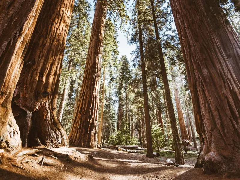 sequoia national park trees