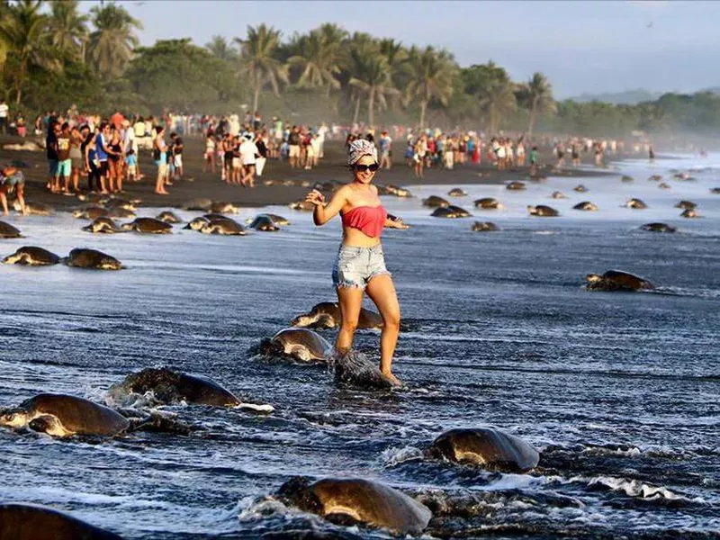 People harassing nesting turtles