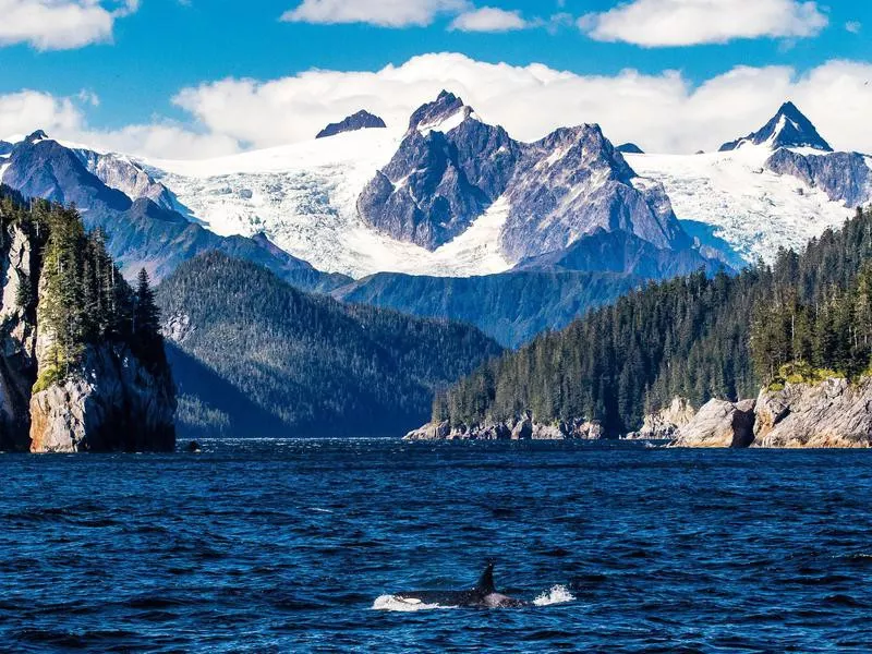 Whale at Kenai Fjords