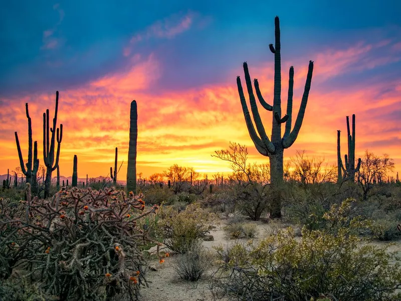 Massive Saguaros in Sonoran Desert at Sunset