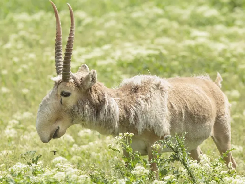 Saiga Antelope