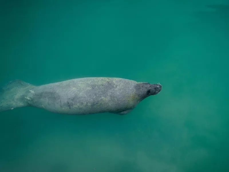 Manatee swimming Boca Chita Key in Biscayne National Park