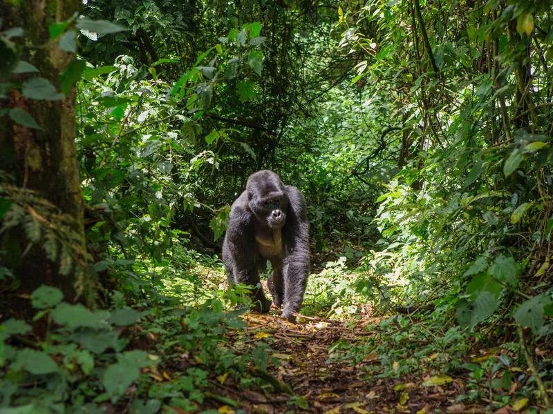 Bwindi National Forest