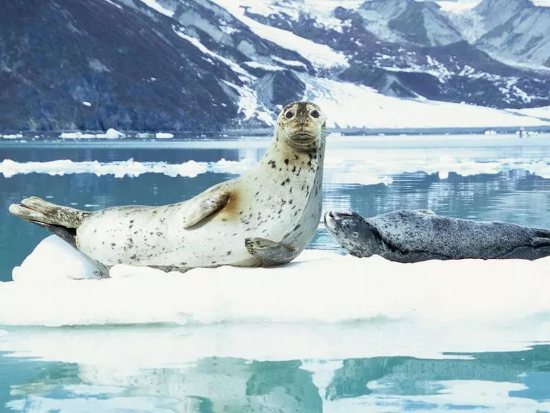 Glacier Bay