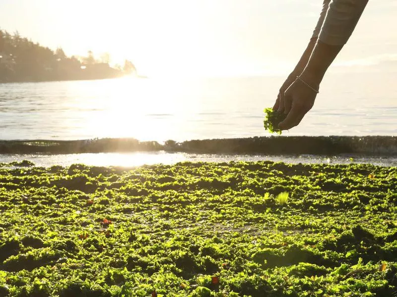 Woman Collecting Seaweed