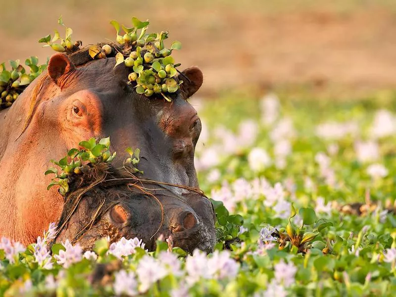 Hippopotamus in the Zambezi