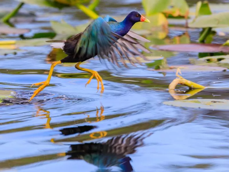 Purple Gallinule