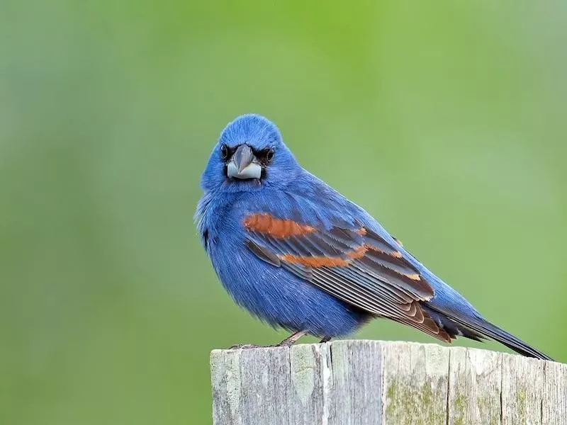 Blue Grosbeak