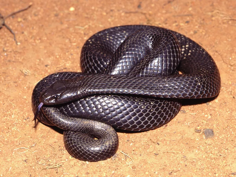 Blue-bellied Black Snake