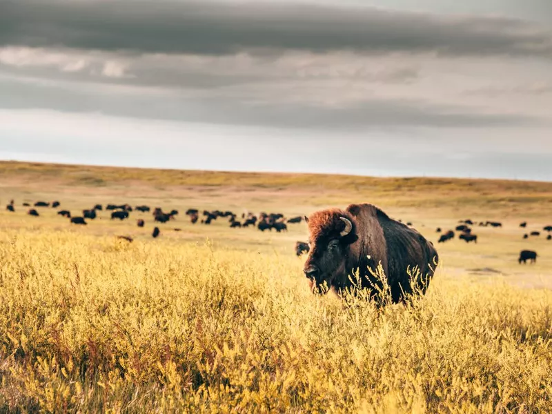 buffalos in the badlands national park, South Dakota