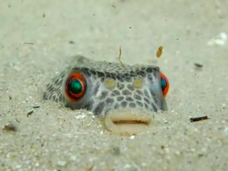 Smooth Toadfish