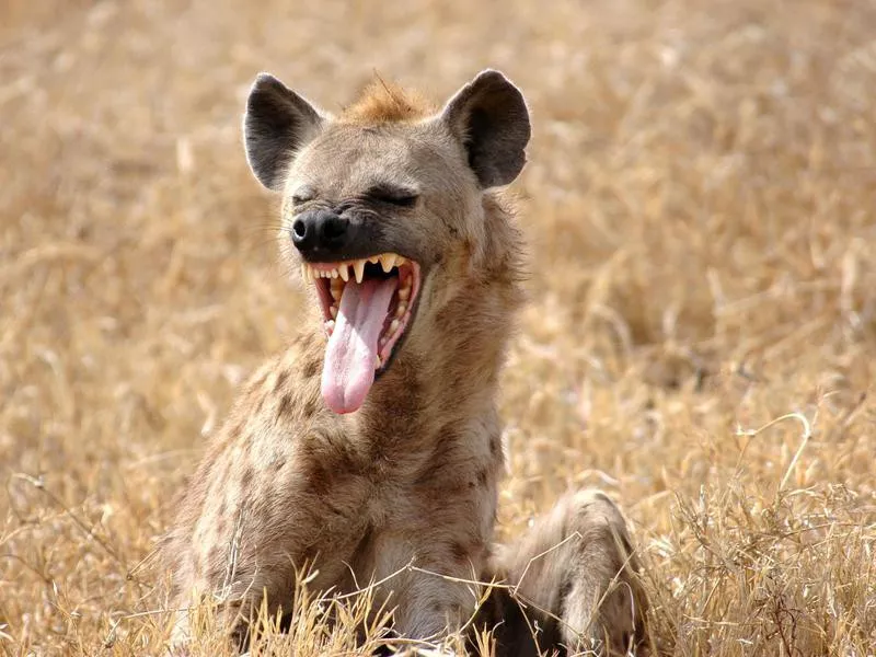 Hyena laughing