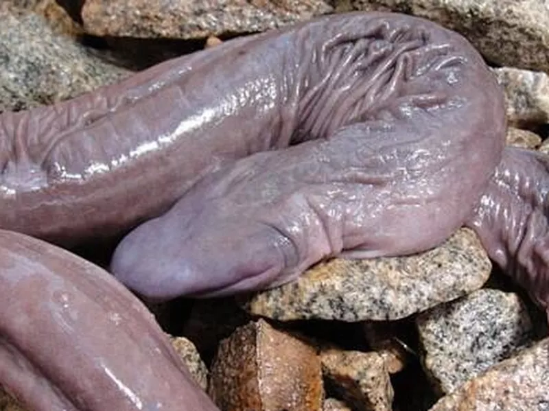 penis snake