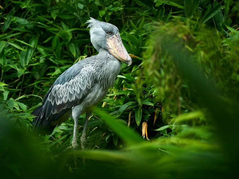 Shoebill in the wild