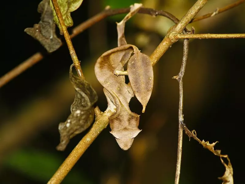 Satanic Leaf Tailed Gecko