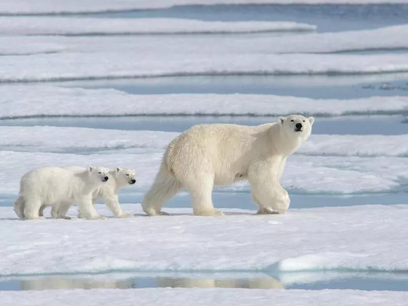 Wild polar bear mother and cubs