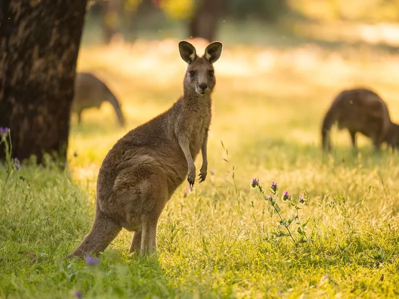 Kangaroos