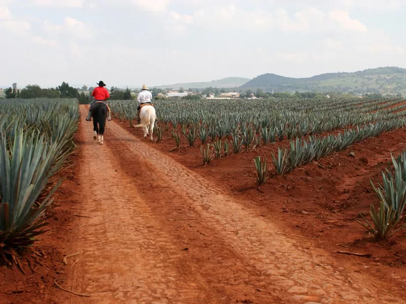 Tequila, Jalisco