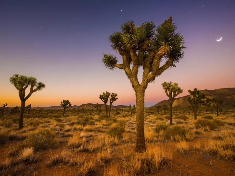 Valley of Joshua Trees