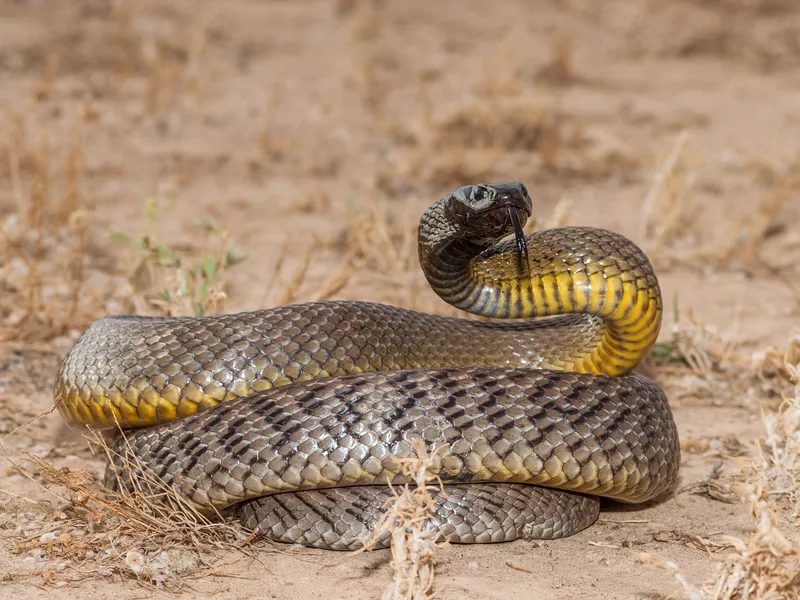 Inland Taipan