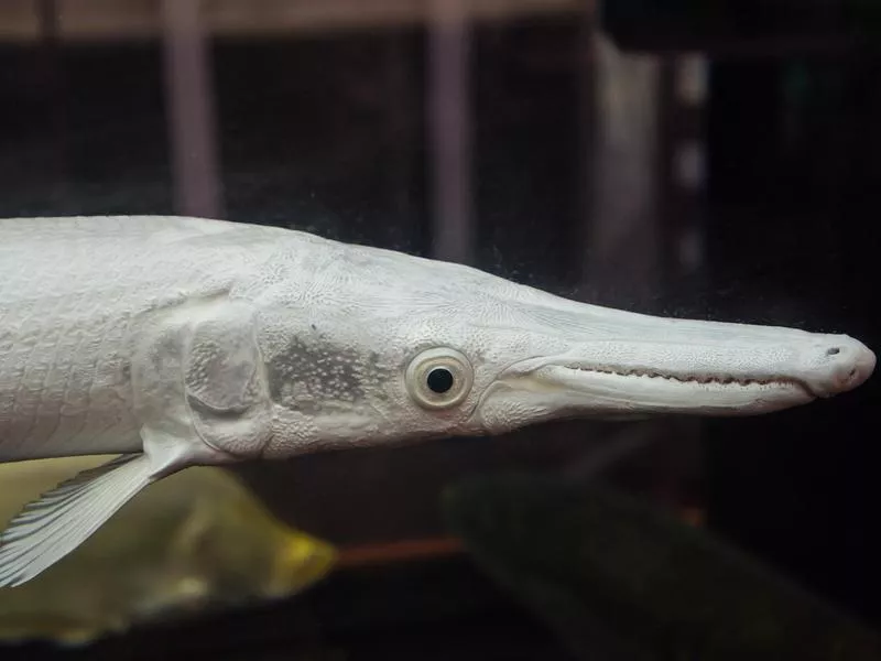 Alligator Gar