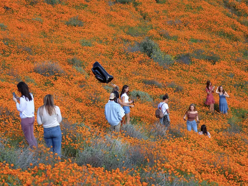 Super Bloom