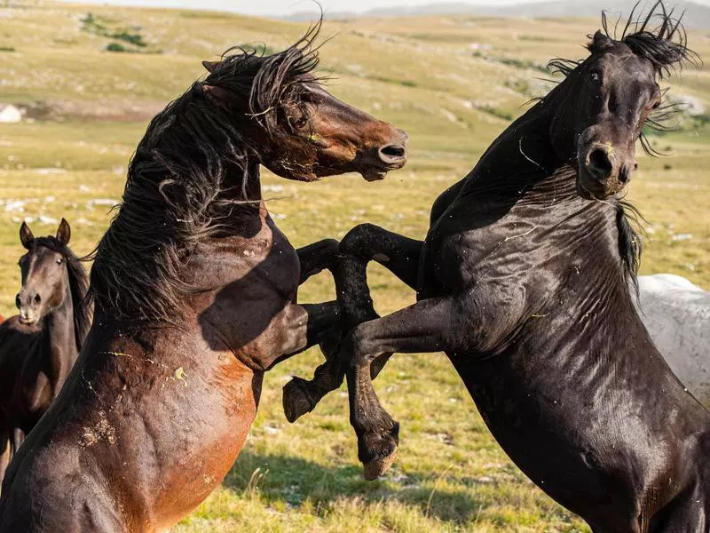 Wild horses fighting