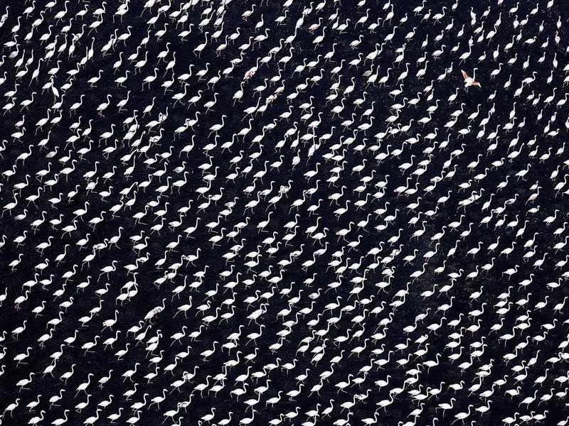 Flamingos in Namibia