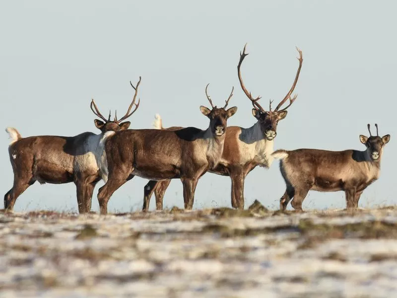 Group of caribou