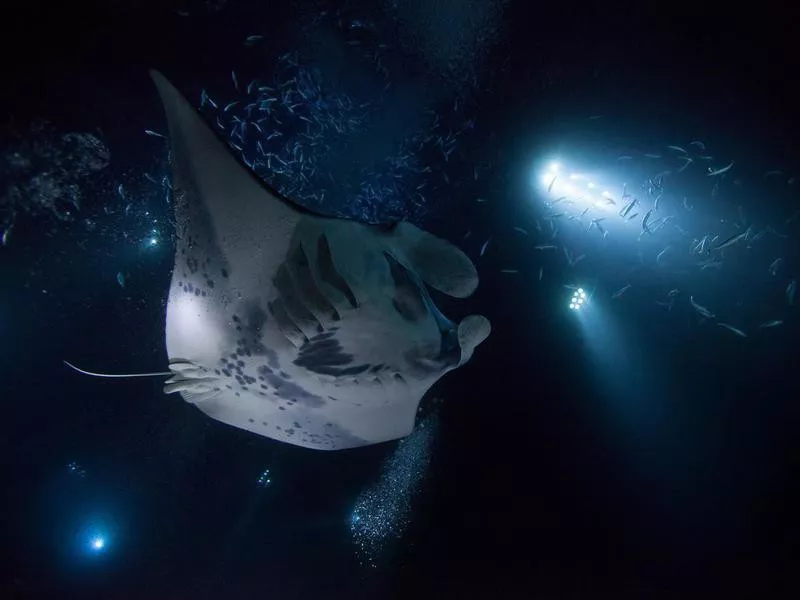 manta rays