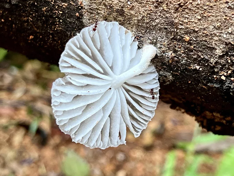 Ants walking in a fungus, marasmiellus sp