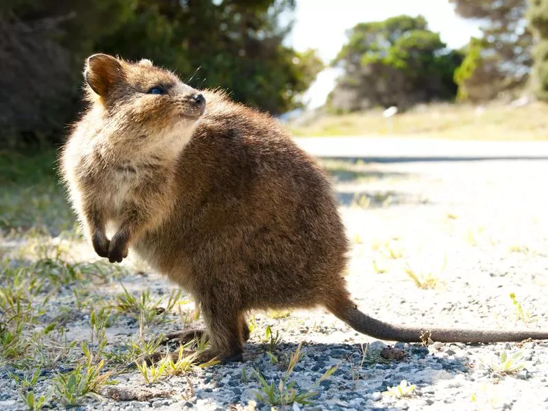 Quokkas