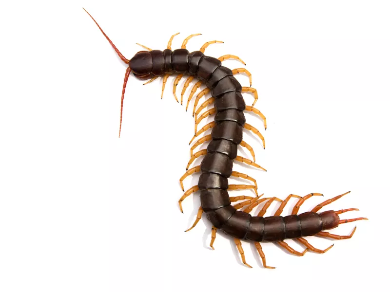 Giant centipede