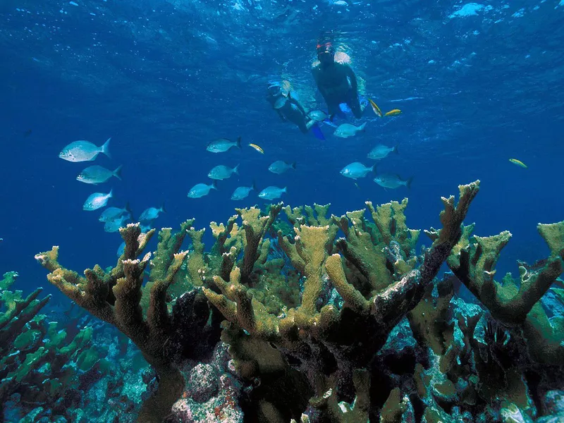 Snorkeling in Biscayne National Park