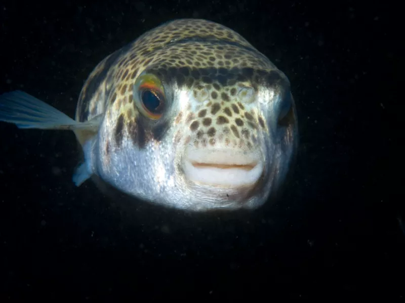 Smooth Toadfish